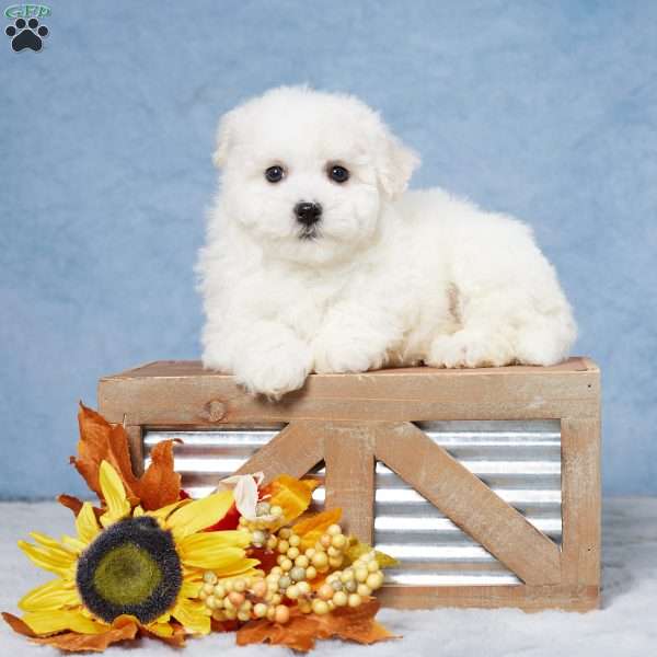 Zion, Bichon Frise Puppy